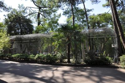 Grand calao terrestre - 2015