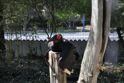 Grand calao terrestre - 2015