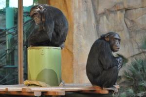 Chimpanzé