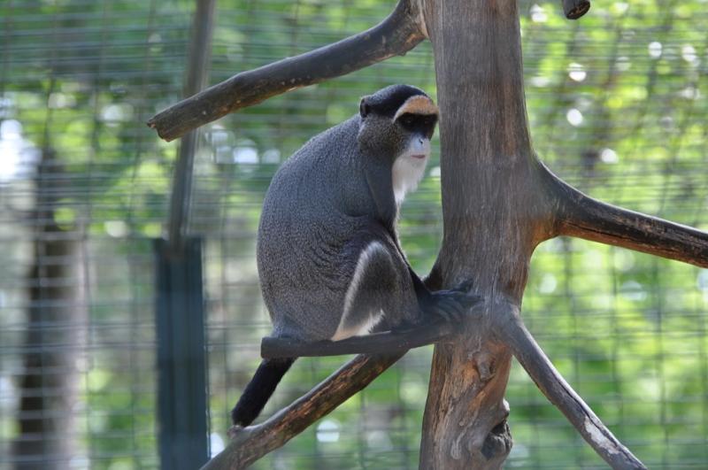 Cercopithèque de Brazza