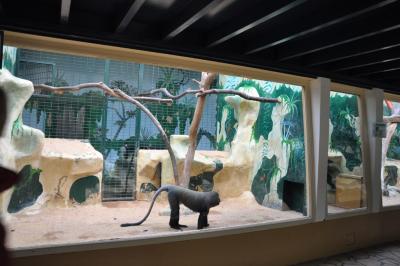 Cercopithèque de Hamlyn - 2015