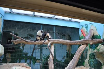 Cercopithèque Roloway - 2015