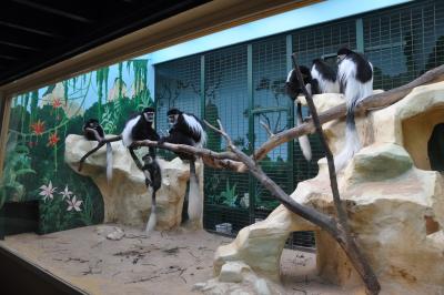 Colobe guéréza - 2015