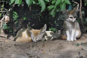 Fennec