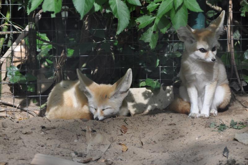 Fennec