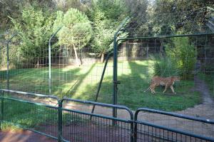Guépard