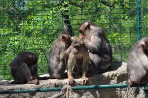 Macaque à queue de cochon