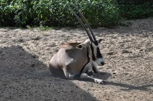 Oryx beisa