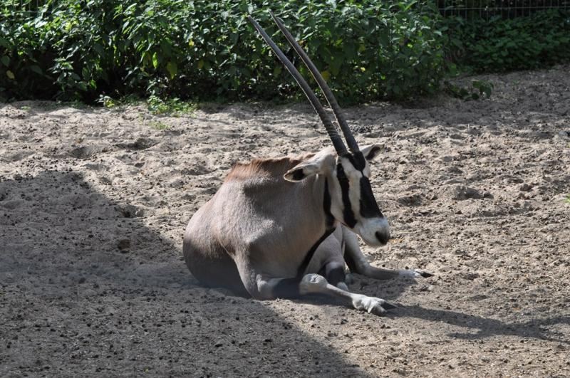 Oryx beisa