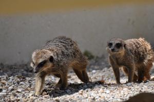 Suricate