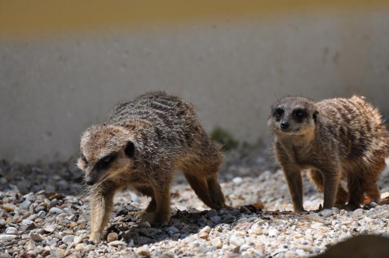 Suricate