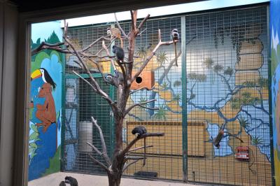 Tamarin empereur - 2015