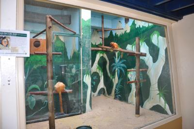 Tamarin lion doré - 2015