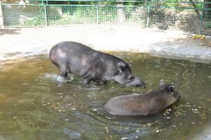 Tapir terrestre