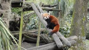 Panda roux