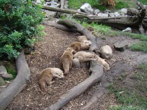 Loutre naine