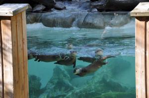 Loutre naine