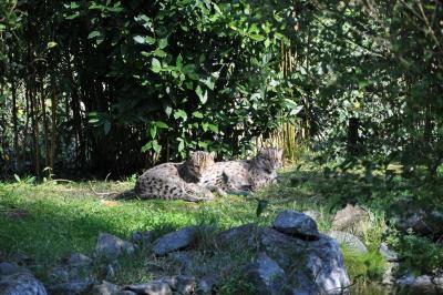 Chat pécheur - 2011