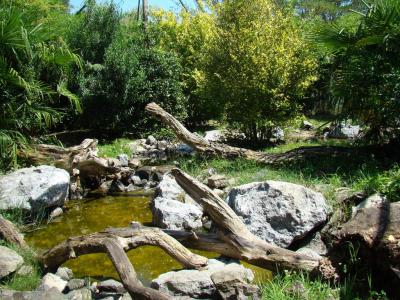 Chat pécheur - 2011