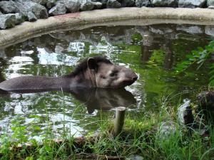 Tapir terrestre