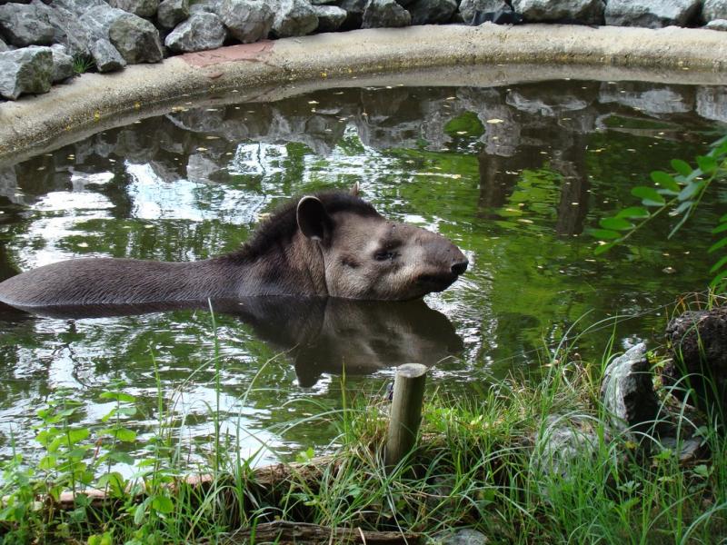 Tapir terrestre