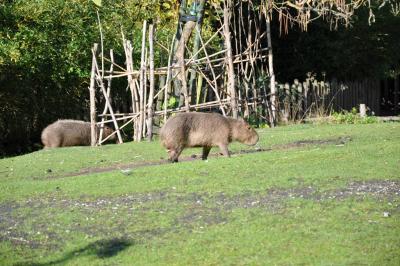 Capybara - 2011