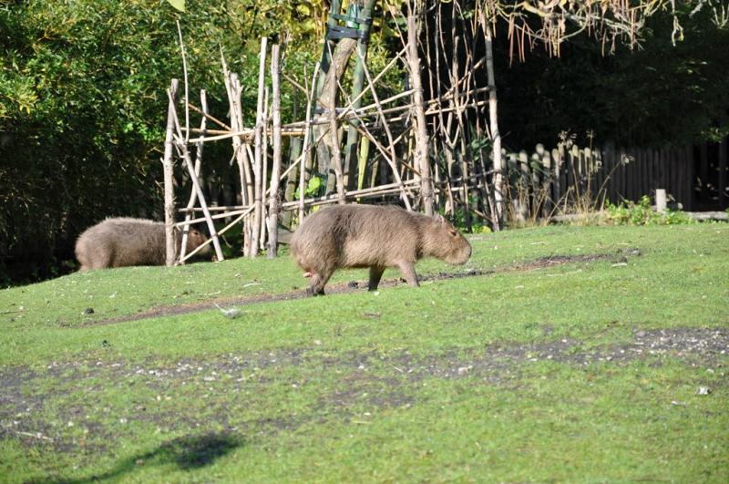 Capybara