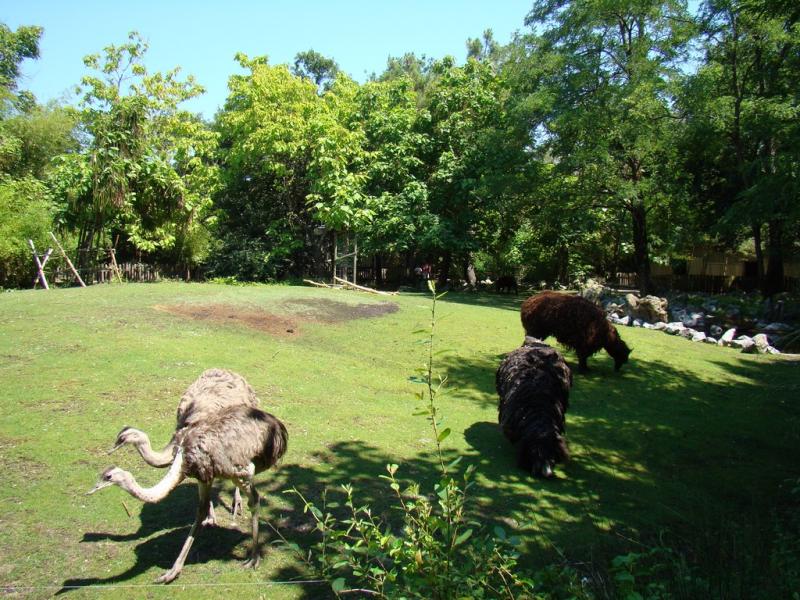 Pampa sud-américaine