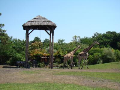 Plaine africaine - 2011