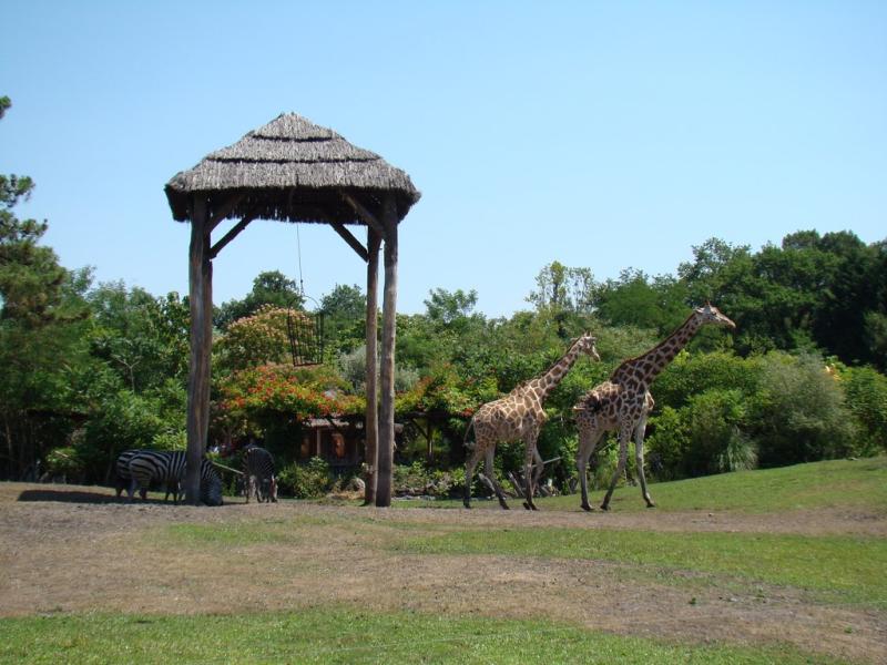 Plaine africaine