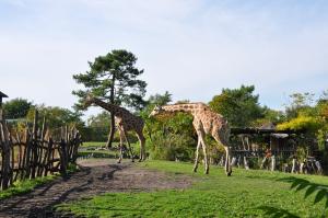 Plaine africaine