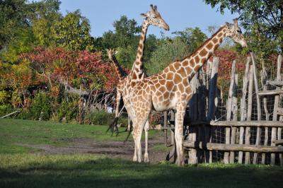 Girafe - 2011