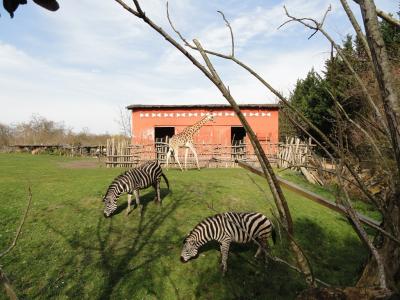 Plaine africaine - 2011