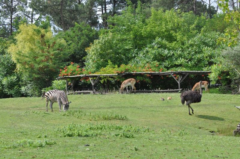 Plaine africaine