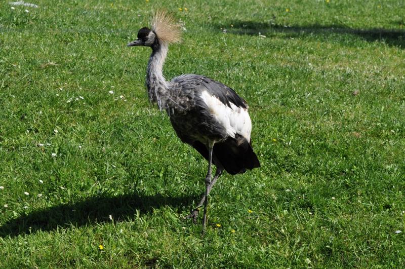 Grue couronnée