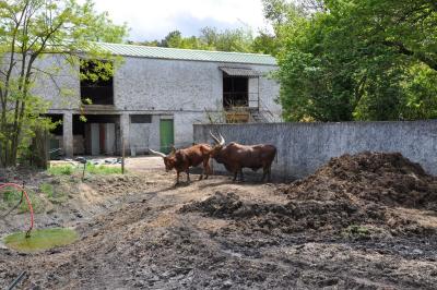 Boeuf Watussi - 2011