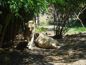 Lion blanc