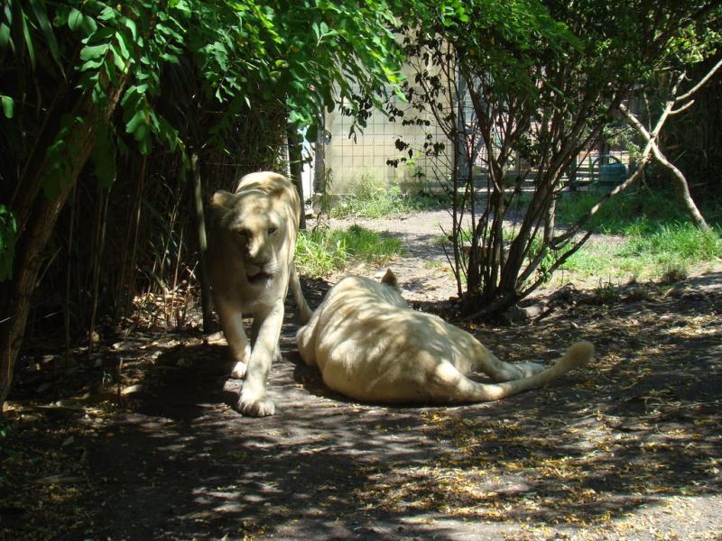 Lion blanc