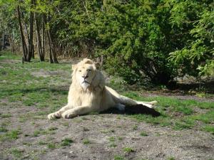Lion blanc