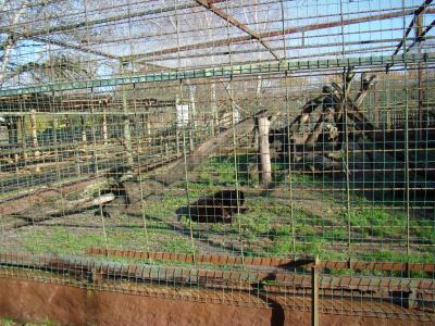 Panthère noire - 2011