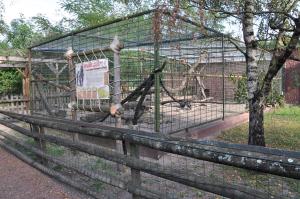 Macaque de Barbarie