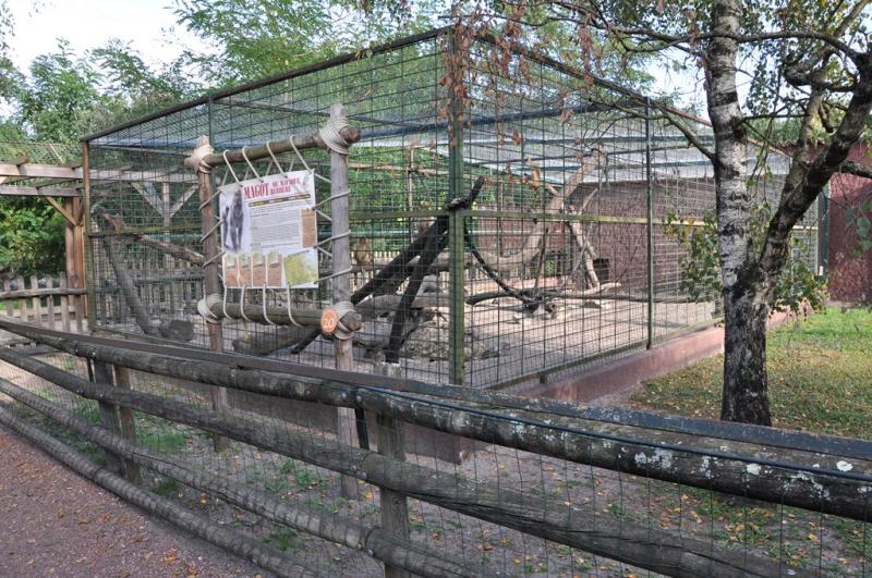 Macaque de Barbarie