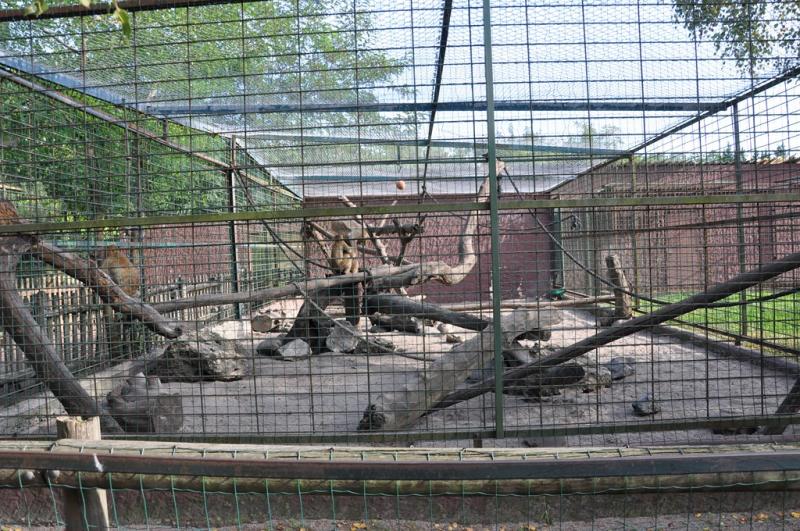 Macaque de Barbarie