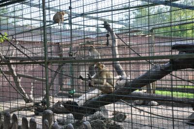 Macaque de Barbarie - 2011