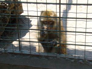 Macaque de Barbarie