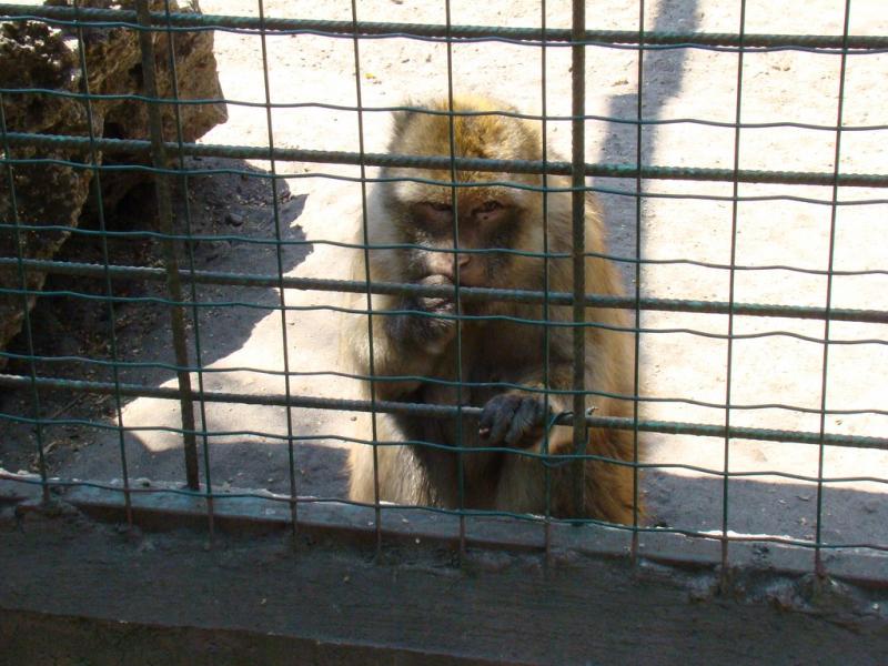 Macaque de Barbarie