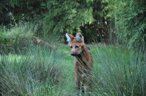 Loup à crinière
