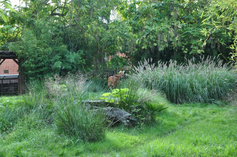 Loup à crinière