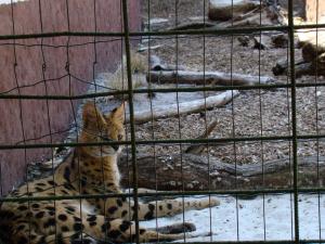 Serval