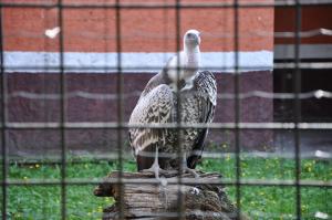 Vautour